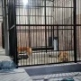 Kematian ART Oleh Harimau Peliharaan: Istri Korban Maafkan Majikan