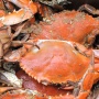Mampu Cegah Anemia, Berikut 3 Manfaat Mengonsumsi Kepiting untuk Kesehatan