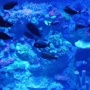 Baru! BX Sea, Oceanarium Pertama dan Terbesar di Tangerang Selatan
