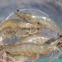 Bisa Cegah Kardiovaskular, Berikut 3 Manfaat Mengonsumsi Udang Putih