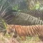 Harimau Ternyata Doyan Makan Durian, Ini Penjelasannya
