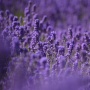 Ada Lavender, Ini 4 Jenis Bunga yang Ampuh Usir Nyamuk