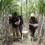 Dikeluhkan Petani Tebu soal Impor Gula, Ganjar Komit Bakal Utamakan Produk Dalam Negeri