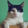 Klarifikasi Petugas Insekta soal Kucing dalam Karung di GBK