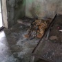 Macannya Kurus Kering, Begini Potret Menyedihkan Medan Zoo yang Terbengkalai