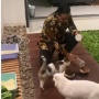 Gak Kalah dari Prabowo, Ini Bukti Anies Baswedan Lebih Cat Lovers