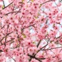 Pohon Meihua Imlek dan Sakura Sama, Apakah Benar?