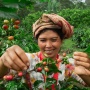 Dukung Petani Lokal, Tomoro Coffee Suguhkan Kopi dari Kintamani Bali