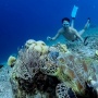 Freediving atau Selam Bebas Ternyata Salah Satu Jenis Olahraga Ekstrem, Ini Alasannya