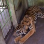 Mengerikan! Harimau Masuk Pemukiman Resahkan Warga Riau, Aksi Terkam Anjing Terekam Video