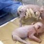 Pertama Kali, Jepang Biakkan Babi untuk Cangkok Organ Manusia