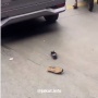 Ngeri! Wanita Ini Langsung Disundul Mobil usai Loncat dari Flyover Ancol, Apa Motifnya?