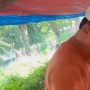 Usahanya Makin Laris, Tukang Soto di Jakarta Pakai Apple Vision Pro Seharga Rp70 Juta!