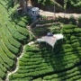 Sirah Kencong Blitar, Wisata dan Tempat Ngopi di Puncak Perkebunan Teh