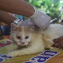 10 Ribu Hewan di Jaksel Ditargetkan Bebas Rabies 2024