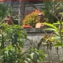 2 WNA di Bali Ini Berulah Dengan Nyalakan Music Box Ke Arah Rumah Warga