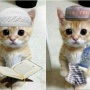 10 Foto PP Kucing Ramadhan 2024: Imut dan Gemesin!