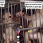 Parah! Seekor Monyet Dicekoki Minuman Alkohol di Dalam Kandang