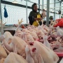 Harga Pangan Hari Ini Melonjak, Cabai Rawit Tembus Rp119 Ribu/Kg, Ayam Rp52 Ribu