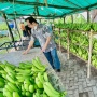 Cerita Klaster Pisang Cavendish di Pasuruan, dari Lahan Non Produktif Kini Jadi Lahan Usaha yang Terus Berkembang