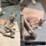 Okin Dihujat Pedas Usai Diduga Tak Rawat Kucing Caracalnya dengan Baik