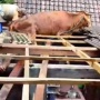 Viral Seekor Sapi Nyangkut di Genting Rumah Warga Pacitan: Gak Mau Kalah Viral