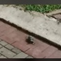 Imbas Ledakan Gudang Peluru Armed, Granat Nanas Terlempar Hingga Perumahan di Kota Wisata
