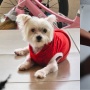 Viral Anjing Maltese Diduga Dianiaya Empat Remaja di Jember, Pemilik Minta Keadilan