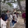 Viral Turis Indonesia Rusak Pohon Sakura di Jepang, Netizen: Norak Banget!