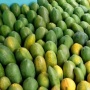 Kisah Petani Pepaya Raup Omzet Rp36 Juta Per Bulan Berkat Pinjaman Ultra Mikro BRI