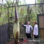 Bunga Bangkai Raksasa Mekar Hingga Setinggi 3,5 Meter di Kebun Raya Cibodas