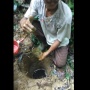 Viral Bapak-bapak Temukan Minyak di Tengah Hutan, Dijual Satu Lubangnya Rp2 Juta