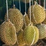 Harga Durian Anjlok, Musang King Dijual Rp23 Ribu per Kg