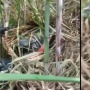 Misteri Motor di Tengah Kebun Tebu Malang Munculkan Spekulasi, Netizen: Info Bibitnya