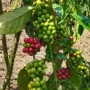 3 Kabupaten Penghasil Kopi Terbesar di Sulawesi Barat, Minat Berkunjung?