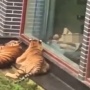 Viral Video Perempuan Telanjang Bulat Depan 2 Ekor Harimau, Netizen Ribut: Birahi Sama Binatang