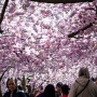 Melihat Indahnya Bunga Sakura Bermekaran di Swedia