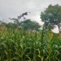 Petani Jagung Menangis Karena Harga Murah, Begini Respon Bulog Hingga Bapanas