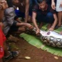 Heboh Video Piton Telan Perempuan Tua, Publik: Salah Ular atau Manusia?