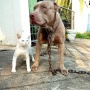 Dibesarkan Bareng, Gaya Kucing Ini Lebih Mirip Anjing Pitbull: Cara Berdirinya Beda