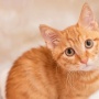 Benarkah Daging Kucing Obat Diabetes? Heboh Bapak Kos di Semarang Makan Anabul Berkilah Agar Gula Darah Turun