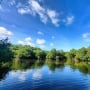 Penanaman 1000 Mangrove di Sultra demi Kurangi Emisi Karbon