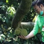 Bantah Minta Beli Musang King Rp46 Juta, Ini Potret SYL Kesengsem Buah Durian