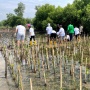 Cegah Abrasi, Perusahaan Ini Tanam 1.000 Bibit Mangrove di Dekat Bandara Soetta