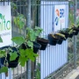 Lewat BRI Peduli - BRInita, Kelompok Dasawisma Pisang di Palembang Sulap TPS Liar Jadi Urban Farming Bernilai Ekonomis