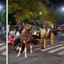 Viral! Detik-detik Kuda Delman 'Bermanuver' Gegara Emak-emak Naik Motor