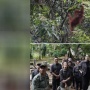 Momen Menteri Keuangan-Menteri LHK Lihat Orang Utan di Bukit Lawang