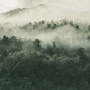 Mengapa Menjaga Hutan Papua Tak Cukup Mengandalkan Konservasi?