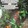 Anjingnya Mati, Nana Mirdad Bikin Kuburan di Rumah Dan Taburi Bunga