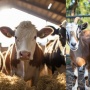 Daftar Harga Sapi dan Kambing Kurban 2024 Terbaru, Cek Syarat Lengkapnya!